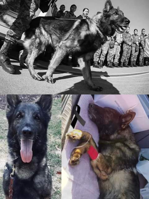 MUERE LOMITO, MIENTRAS RESCATABA A PERSONAS EM TURQUÍA.

La SEDENA ha confirmado el lamentable fallecimiento de "Proteo", uno de los perros rescatistas que viajó a Turquía con la Delegación Mexicana. 😢