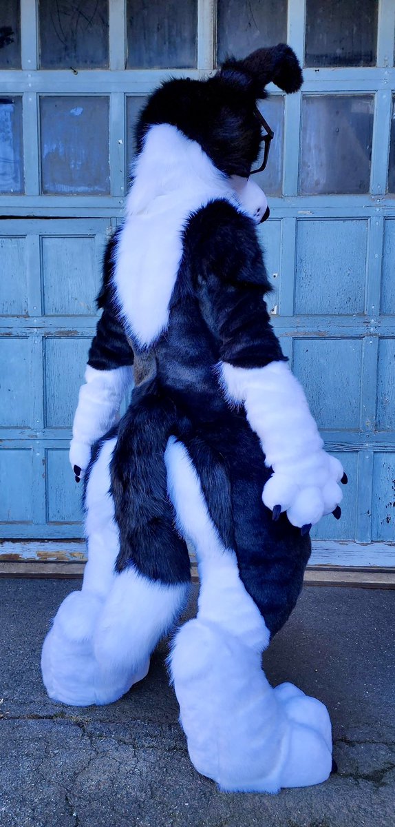 MadebyPaws's tweet photo. Introducing Apollo the border collie! Commission for @VeryDumbDog (model is smaller then owner pardon the bunching) Such a cute pupper!Looking forward to making more fullsuits in the future! #Fursuit #Fursuitmaker https://t.co/wRM86YFLtM