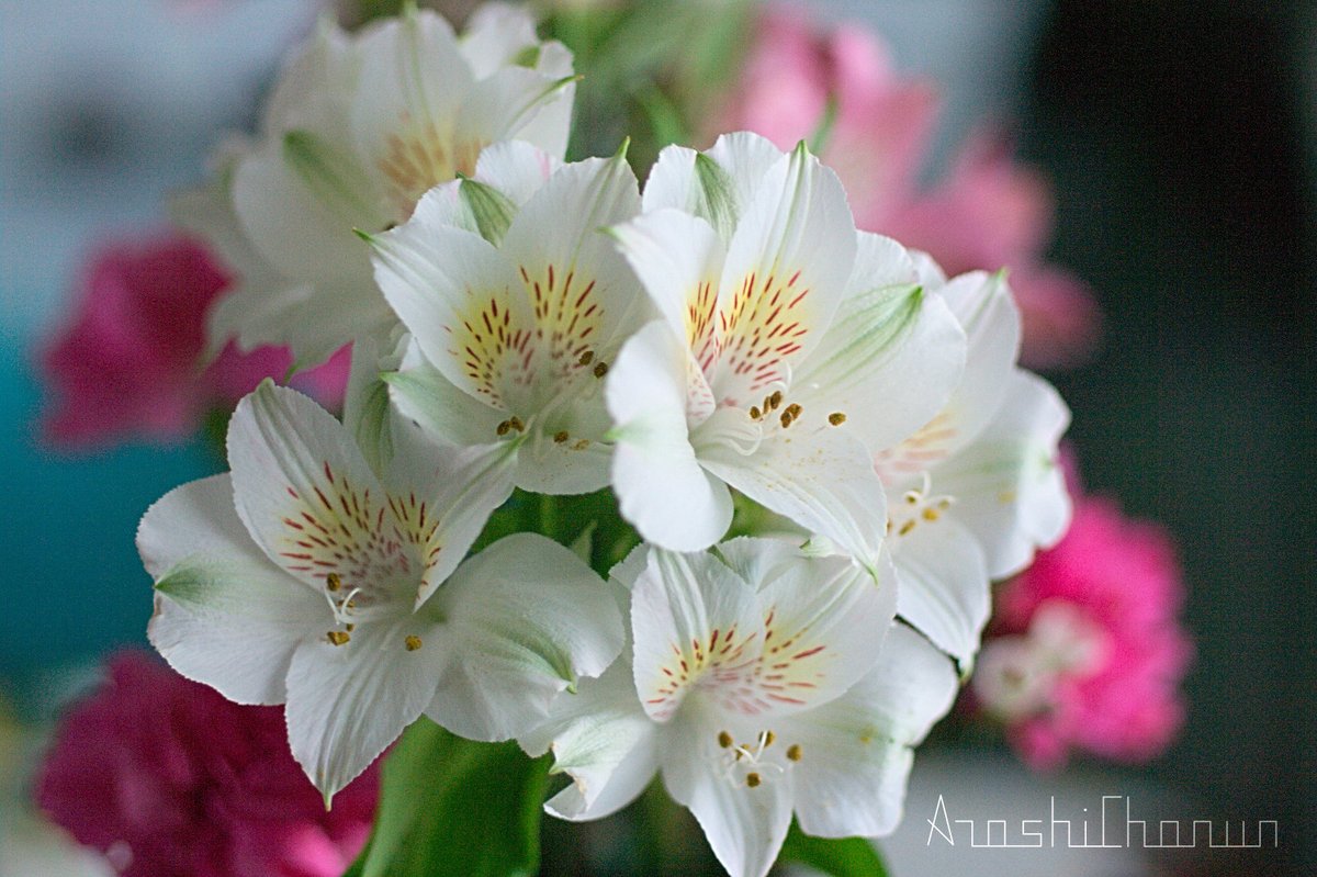 ArashiChanun (@arashichanun) on Twitter photo 