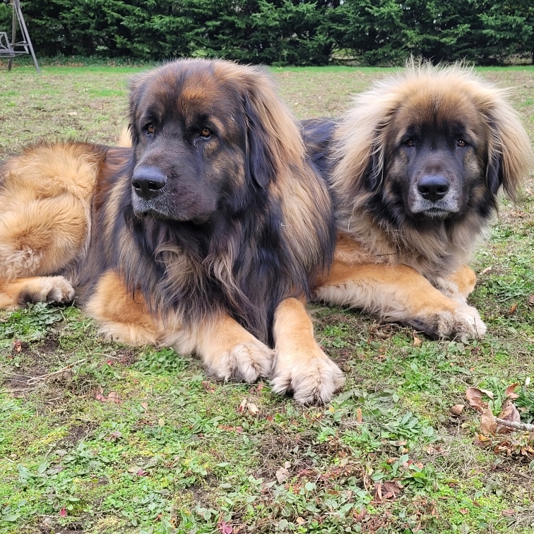 Happy Sunday from Torin and Winnie! #weekendvibes #Leo #dogsoftwitter