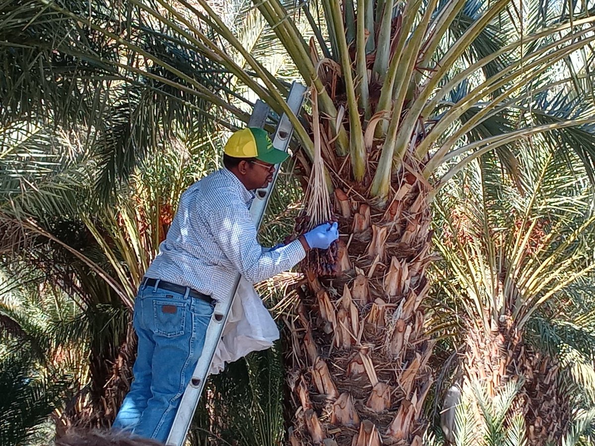 Kaiashivers's tweet photo. These photos were taken at Sam Cobb Farms last month as the articles ran. That's my sister Amara who set up the visit. Mr. Cobb is the only Black producer to grow date fruits in the U.S. Farms are my oasis and sanctuary in these times. Please purchase from Black farmers. https://t.co/cTj6tC4yBd