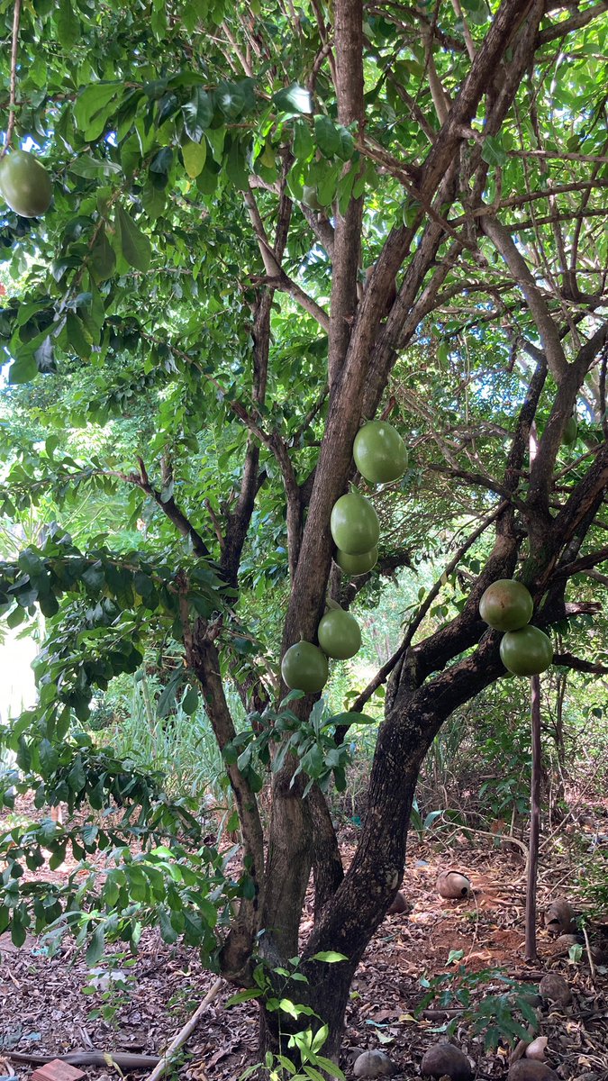 MarciaS79633522's tweet photo. Essa árvore se chama cuité. Seu fruto é muito utilizada no interior do Nordeste brasileiro seja como utensílio ou objeto de decoração. Na Região Amazônica é utilizada pela cultura indígena para tomar tacacá. https://t.co/HKExtEtwzN