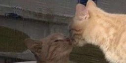 liyoursunny's tweet image. あの。。。私はあなたに何かを伝えたい

✨、＊
　　　　　🌸🐇
　　　　　　　　　愛してる

#monbebeselcaday #mbbselcaday #MONSTAX