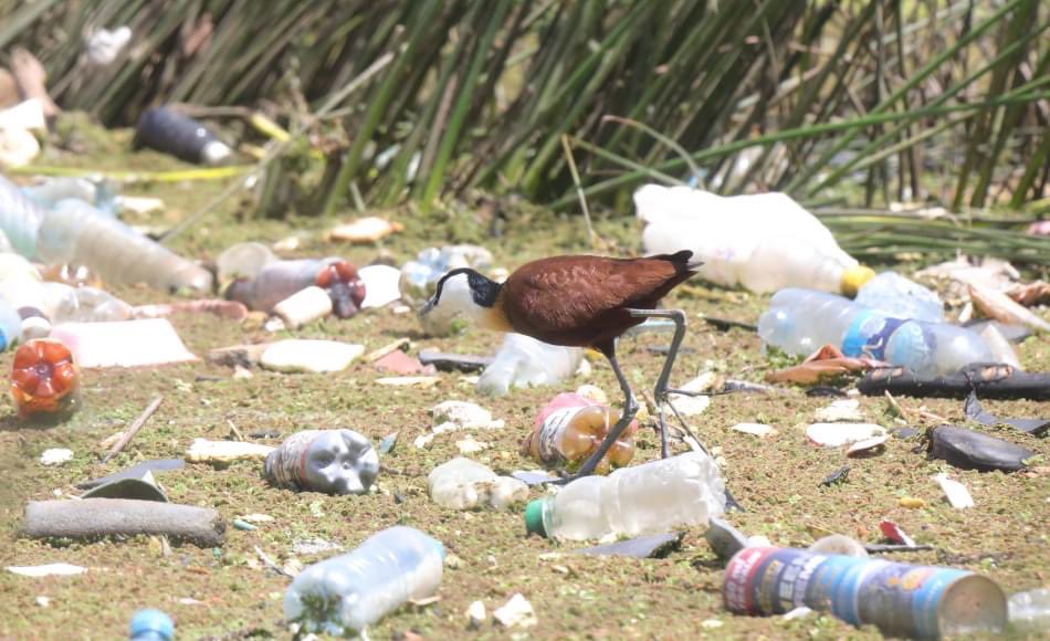 Plastics impact campaign on Twitter "RT MumbaMusondam Alas people in