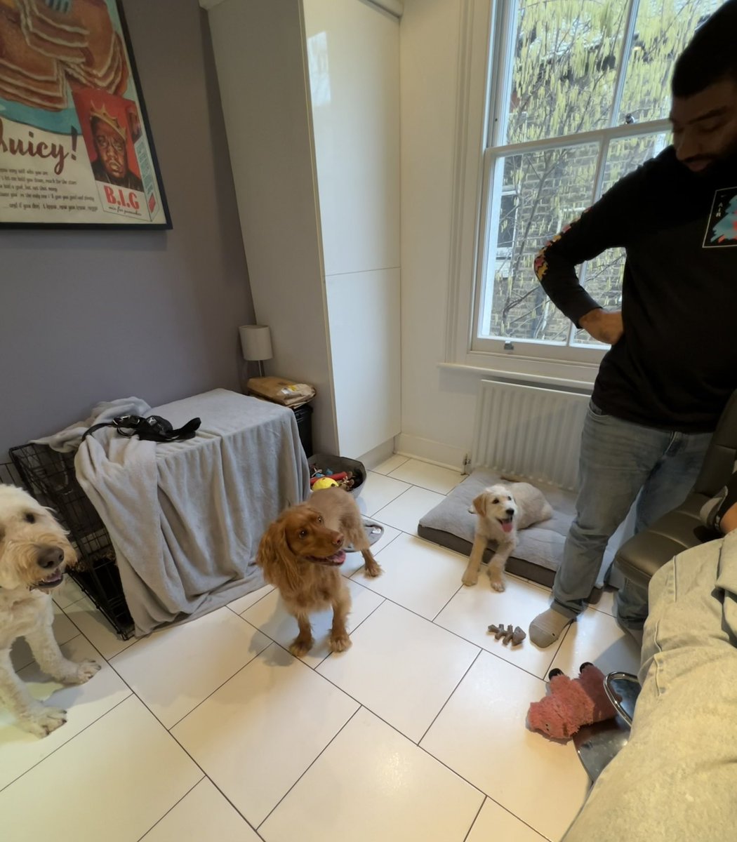 _beckyy2's tweet photo. Doggos x3 (ft @CKHuntee) https://t.co/2aTQVilUuz