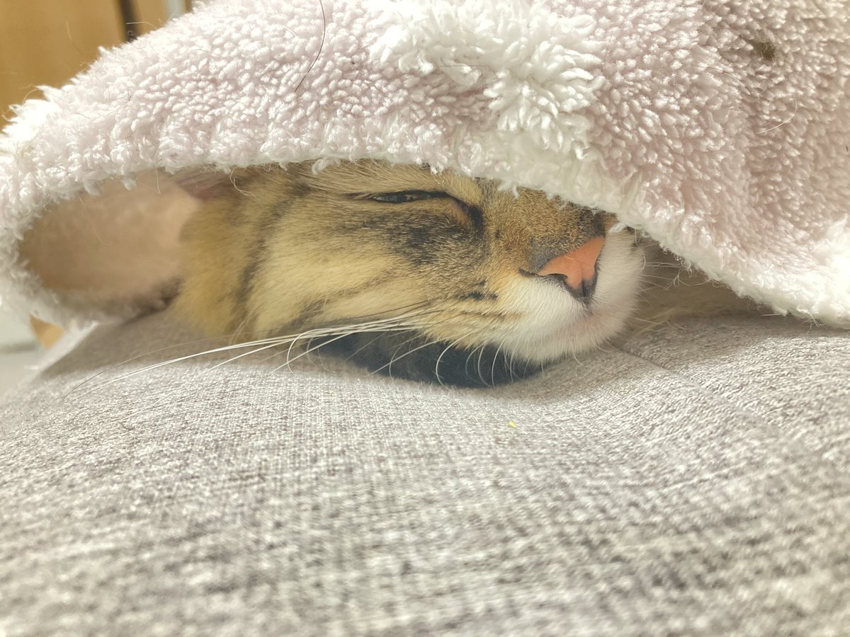 mone_fight2's tweet photo. ねむねむ💤 https://t.co/1HbjWiEcLH