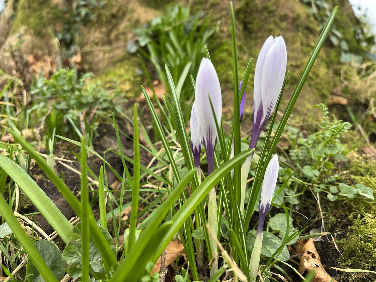 jmooney501's tweet photo. More signs of Spring in the #garden 

#GardeningTwitter #gardening #gardeners https://t.co/QvXgQLmlpi