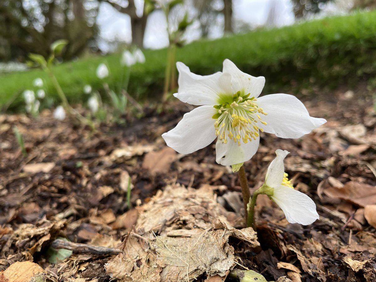jmooney501's tweet photo. More signs of Spring in the #garden 

#GardeningTwitter #gardening #gardeners https://t.co/QvXgQLmlpi