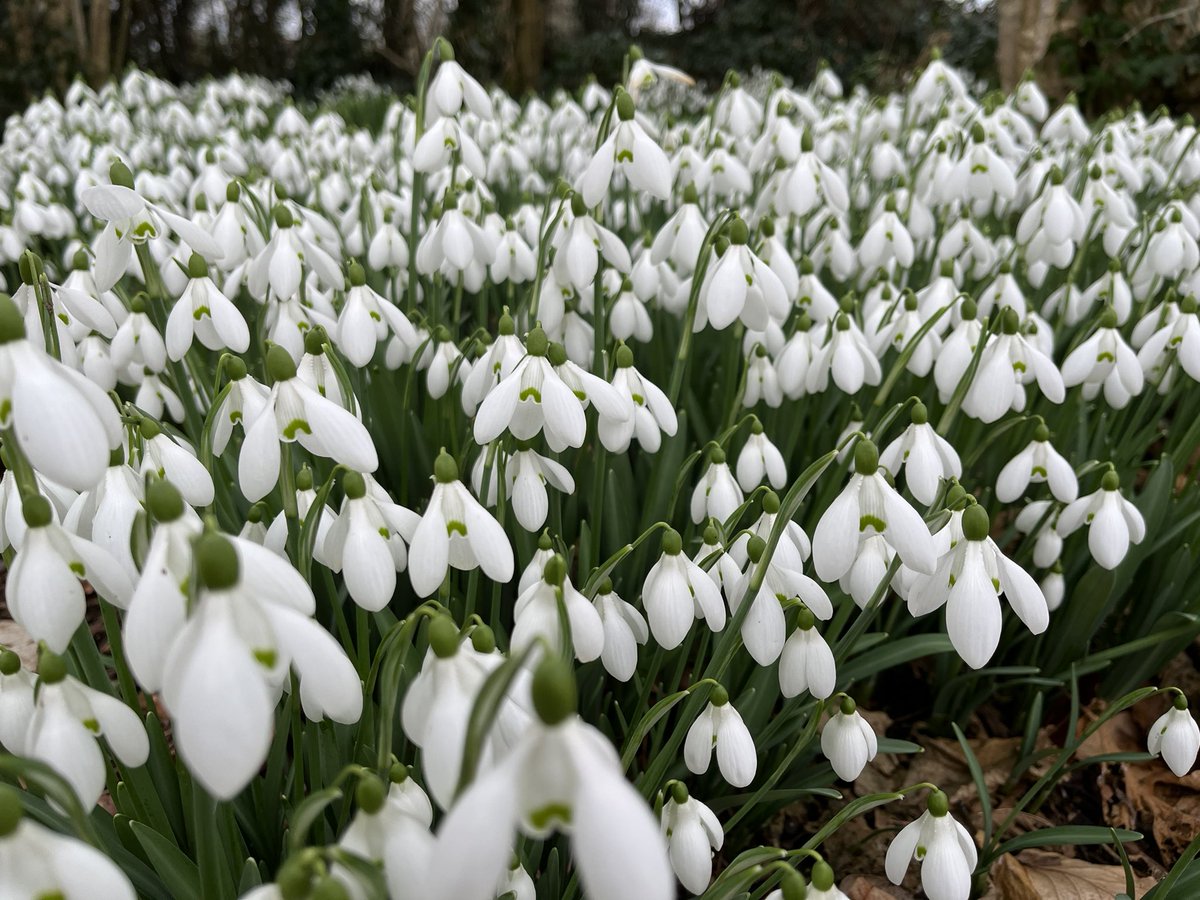 jmooney501's tweet photo. More signs of Spring in the #garden 

#GardeningTwitter #gardening #gardeners https://t.co/QvXgQLmlpi