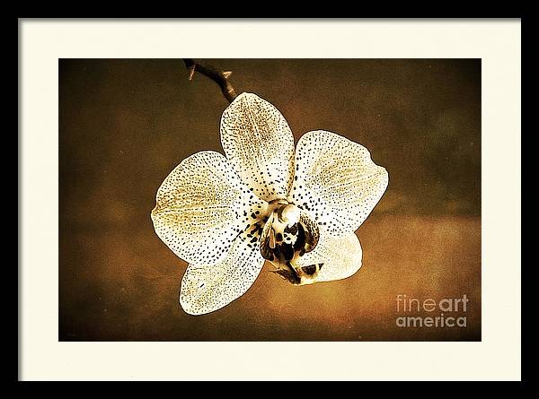 I am impressed by the delicate nature of #orchids, really love them. 
ramona-matei.pixels.com/featured/orchi…
#iloveorchids #orchid #flowers #sepia #nature #natural #AYearforArt #prints #walldecoration #beautiful #ilovenature