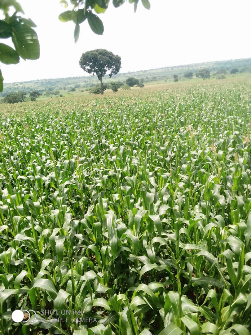 Zuphical311's tweet photo. Tunajaribu jaribu, tuone kama na sisi tunaweza. https://t.co/pgfqfNXzlJ