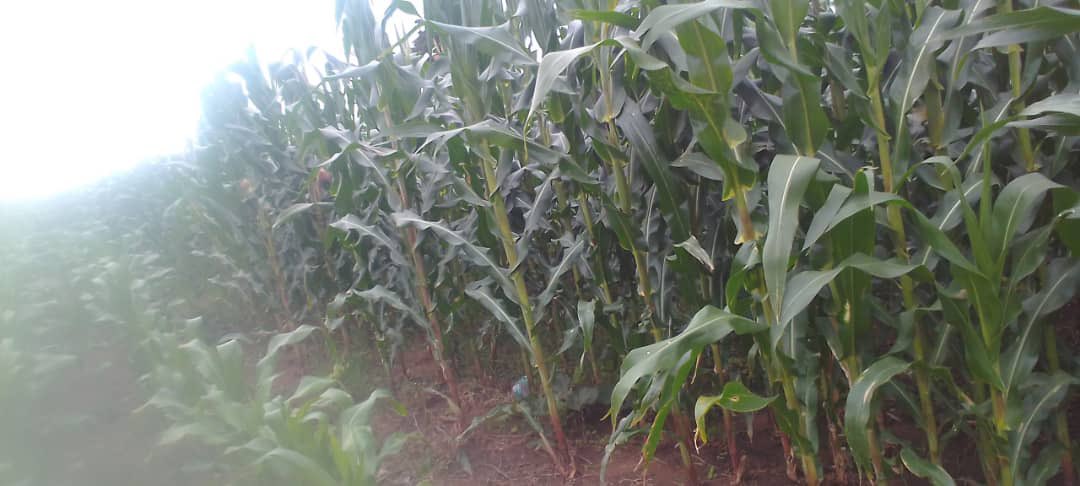 Zuphical311's tweet photo. Tunajaribu jaribu, tuone kama na sisi tunaweza. https://t.co/pgfqfNXzlJ