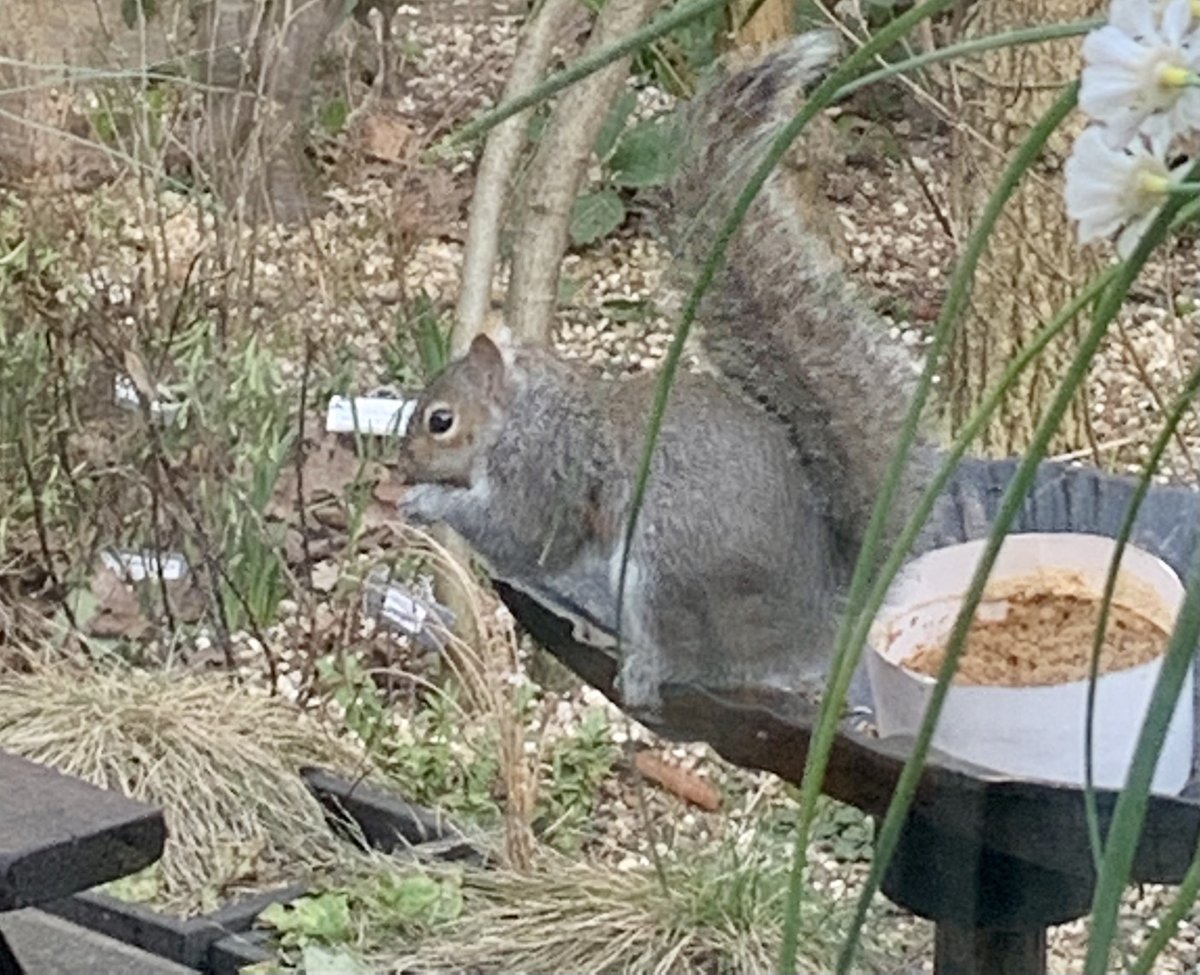 pestuk's tweet photo. 🐿 IdleWildLife 🐿
#squirrels are equal parts adorable and annoying.
Whilst it’s entertaining to watch their fun and frolics… watch out for where they scamper to after their play. If you see them flee towards your home then look for any entry points they may have found 🏡 https://t.co/G4M1Z0Ng0a