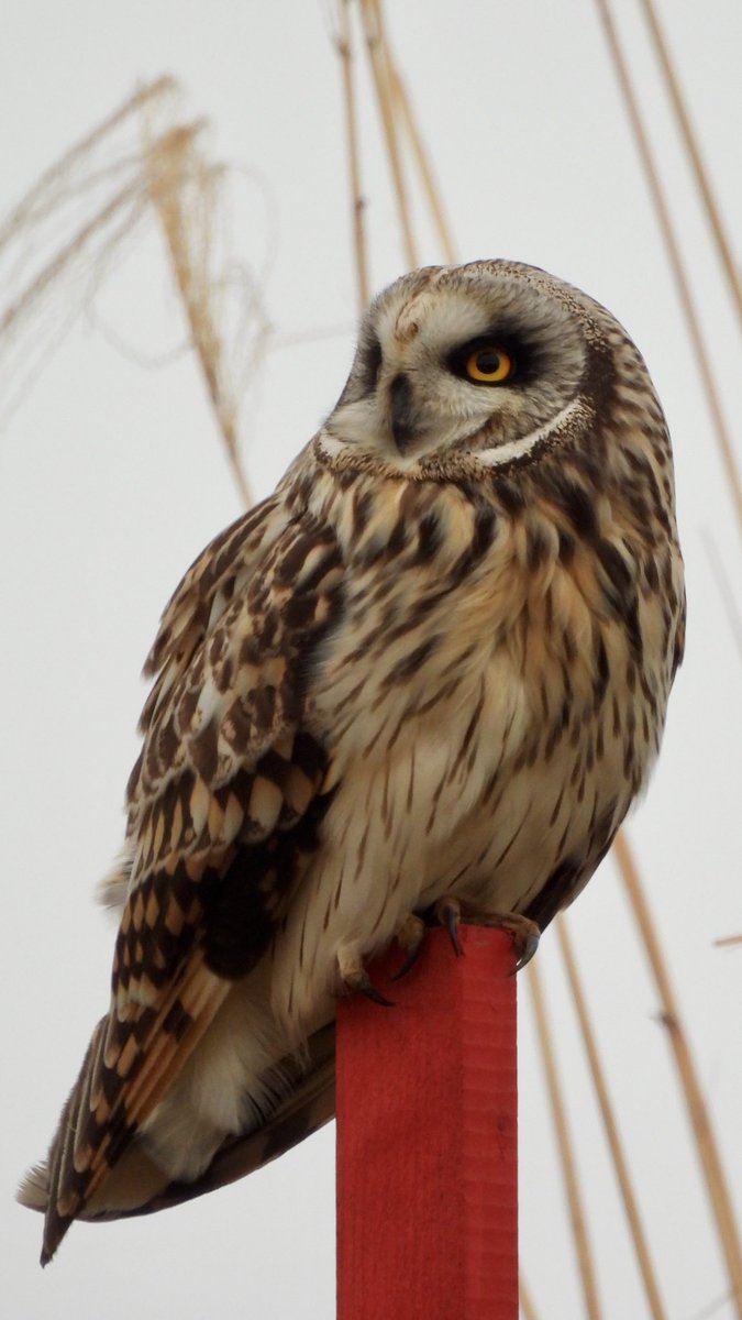 「今日は偶然コミミズクも撮ることができました!可愛い!ありがとう!!!それにしても」|渡辺孝夫のイラスト
