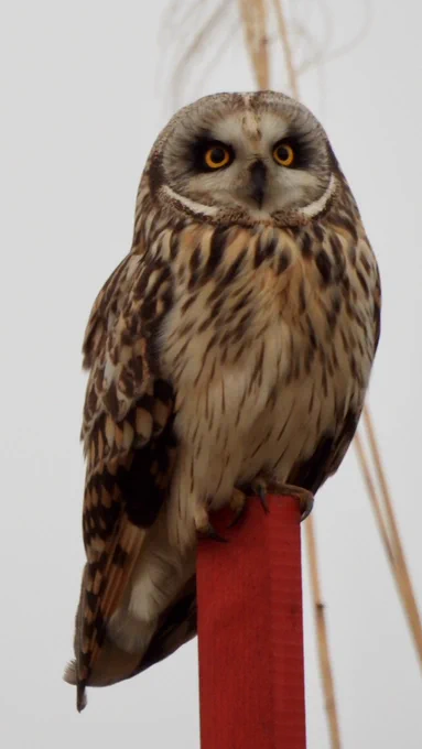 今日は偶然コミミズクも撮ることができました!可愛い!ありがとう!!!それにしてもキリリっ!とした目力が凄いw#孝夫の近所じゃない生き物 