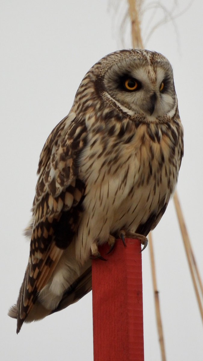 「今日は偶然コミミズクも撮ることができました!可愛い!ありがとう!!!それにしても」|渡辺孝夫のイラスト