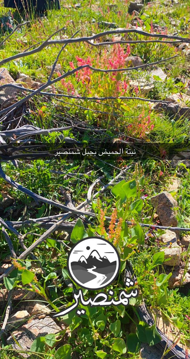 راعي الحيزا (@saaa59979719) on Twitter photo 