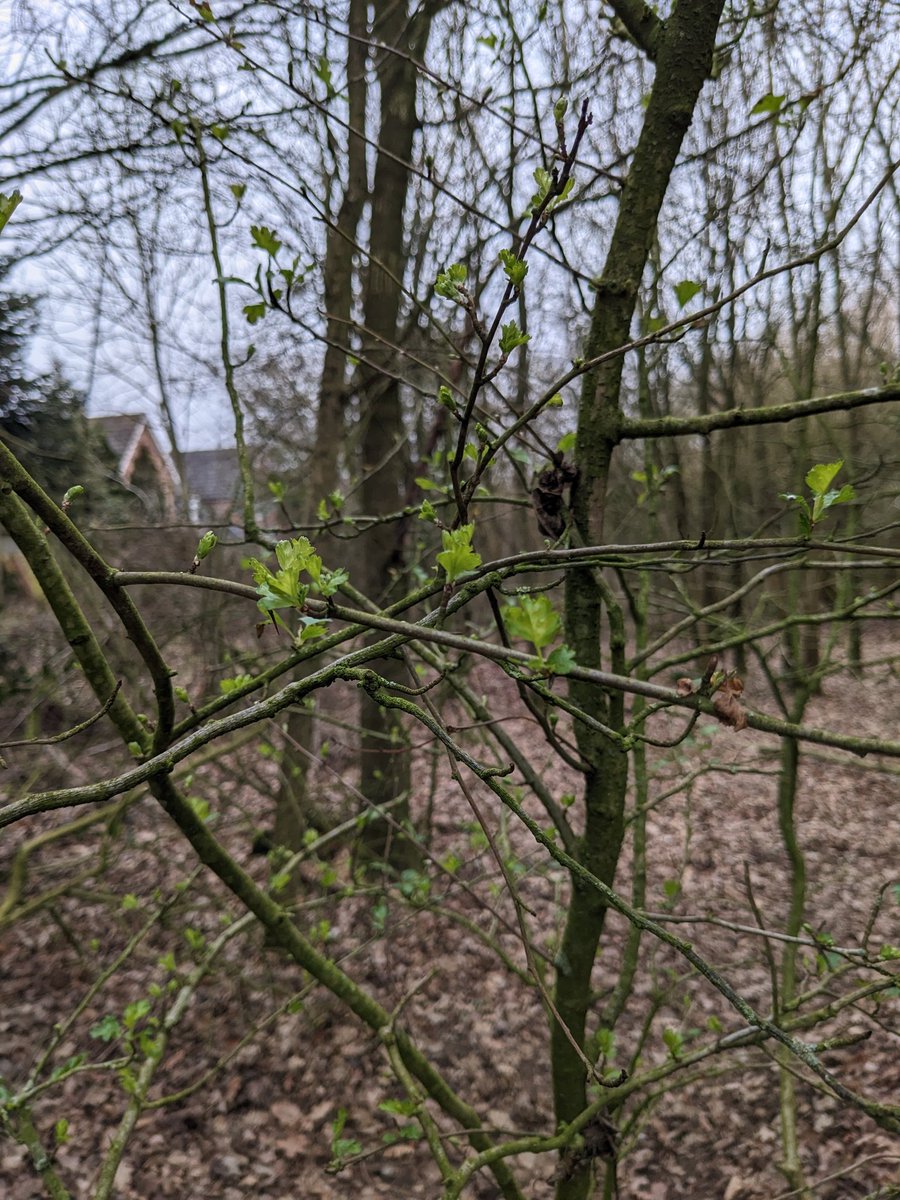 DawnAJWitney's tweet photo. Great way to start the day, hawthorn leaves opening, breakfast and cake! Back to the MS now.
#breakfastbap #signsofspring #norfolkskies #valentinecupcake #writerslife #historicalromance https://t.co/wdQQ1OhApu
