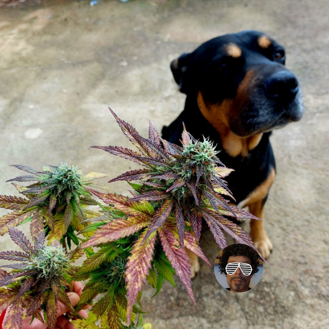 gringo_ctm's tweet photo. 20% amber, #ChopChop. 
Duke is loving the sweet smell as much as me 😁

#Spitfire  (PURPLE X AFGHAN KUSH) X MAZAR
from @GreenbudSeeds 

#DogsOfCannabis #DogzOfCannabis
#GrowYourOwn #AutoCultivo #Harvest #Mmemberville https://t.co/hCZF7pKRfA