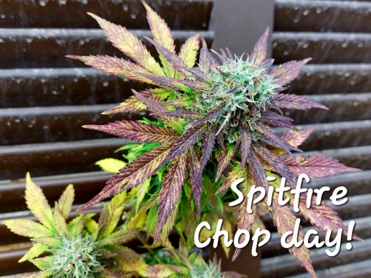 gringo_ctm's tweet photo. 20% amber, #ChopChop. 
Duke is loving the sweet smell as much as me 😁

#Spitfire  (PURPLE X AFGHAN KUSH) X MAZAR
from @GreenbudSeeds 

#DogsOfCannabis #DogzOfCannabis
#GrowYourOwn #AutoCultivo #Harvest #Mmemberville https://t.co/hCZF7pKRfA