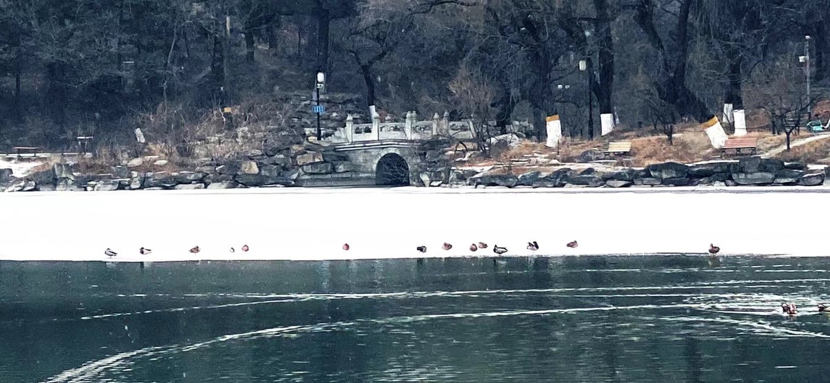 PKU1898's tweet image. As the breeze gets a bit less bitter and the frozen #WeimingLake starts to melt, #Springisnear! 🌸

#PKUinWinter | 📷: Huang Yumei