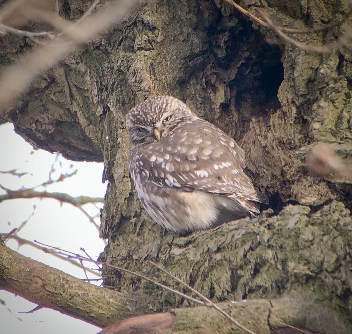 Who’d have thought that birding the former industrial sites of Walsall could be so rewarding. Caspian Gull (first-winter) and Little Owl. #peakybirders #urbanbirding #westmidlandsbirding