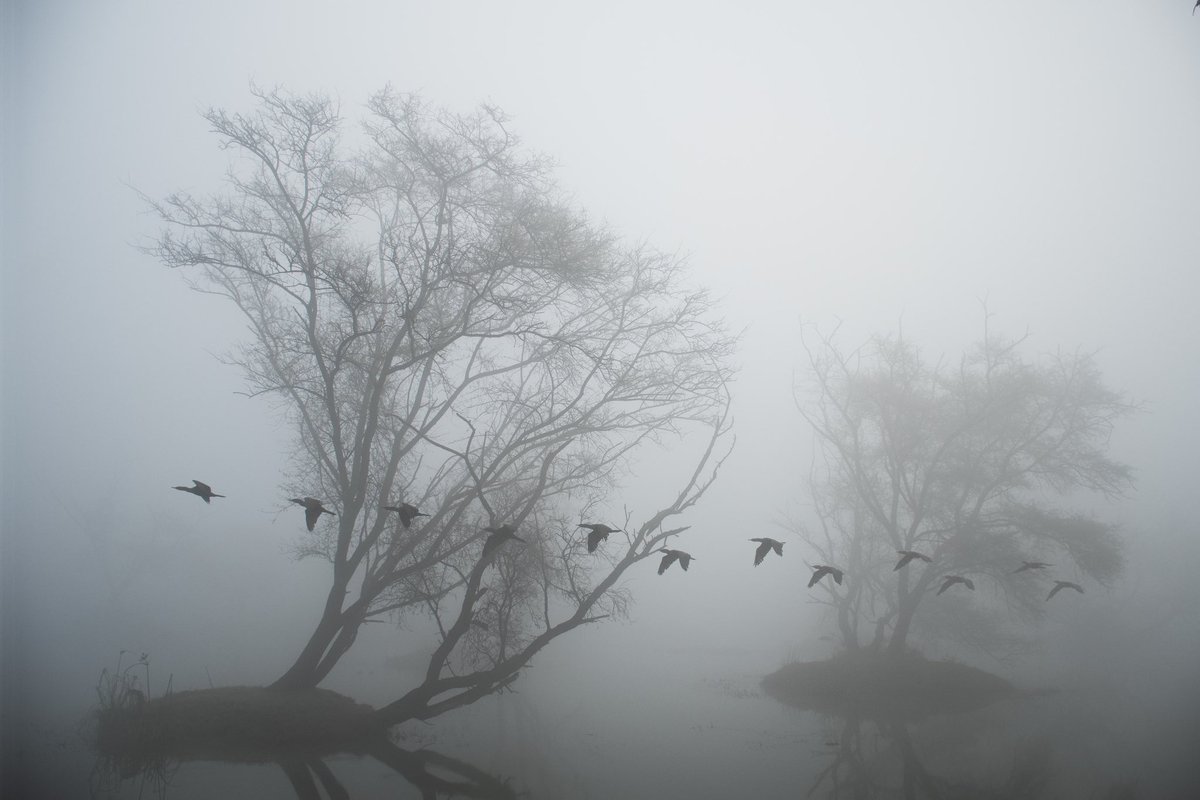 <a href="/SiKImagery/">SiK Imagery</a> Shot this a couple of weeks back on a cold foggy day - I waited an hour for any bird to fly past the frame and I felt the wait was worth it. Would love to hear any feedback #BirdsOfTwitter #birdphotography #nikonphotography