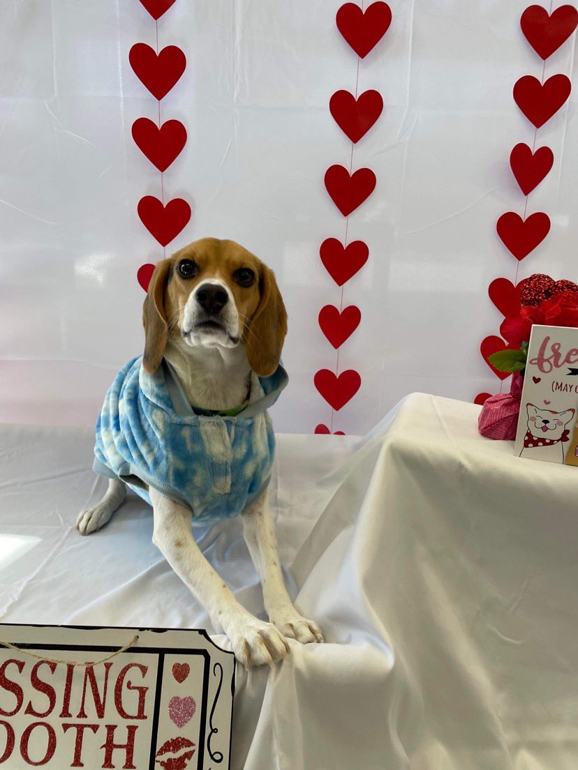 hanna_the_emo's tweet photo. My valentine 💜 https://t.co/exD5L1vG1T