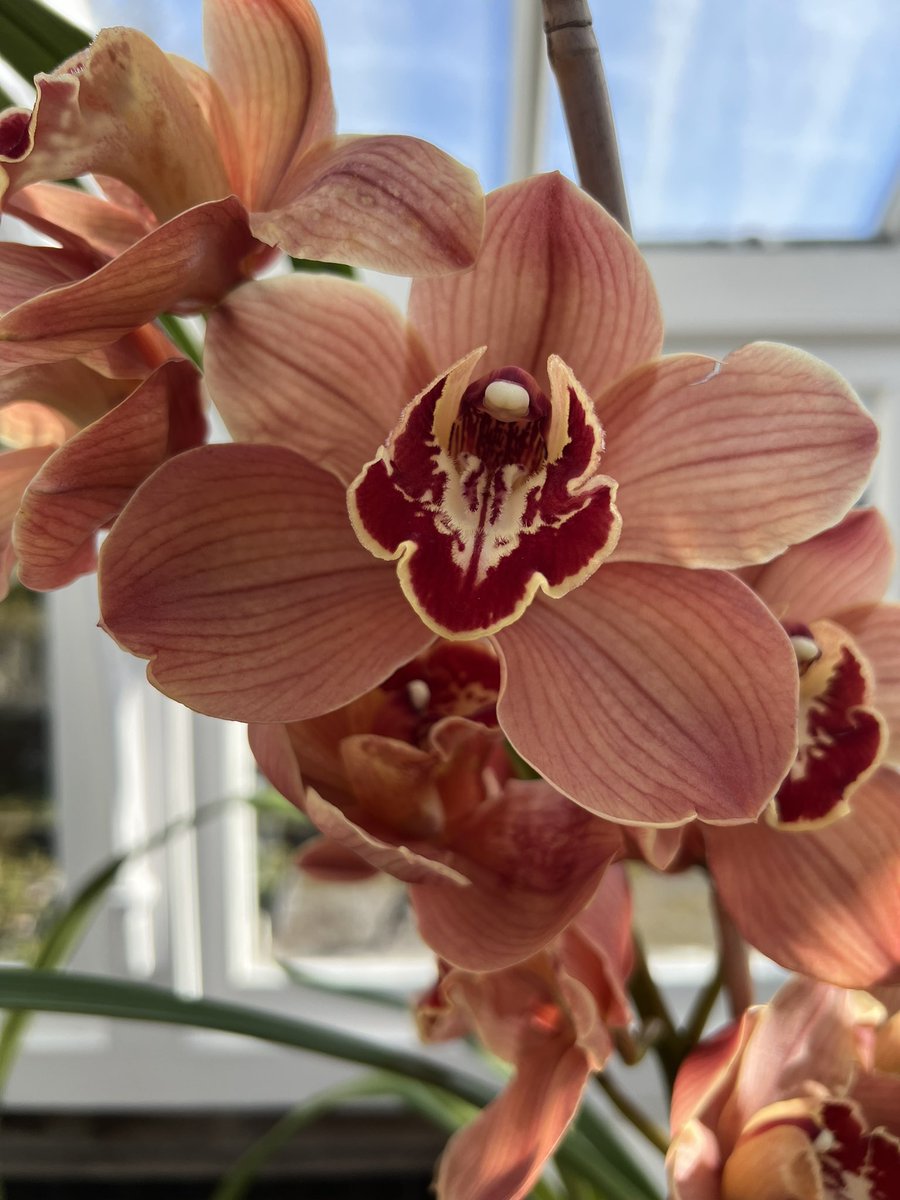 bordehillgarden's tweet photo. We are pleased to be collaborating with @mcbeans_orchids, the oldest Orchid Nursery in the UK, to give our visitors the opportunity to view a selection of Cymbidium orchids.
#orchid #cymbidium #spring #flowering #bordehillgarden #mcbeans #glasshouse #victorian #sussexgardens https://t.co/EX1HR0B0lh