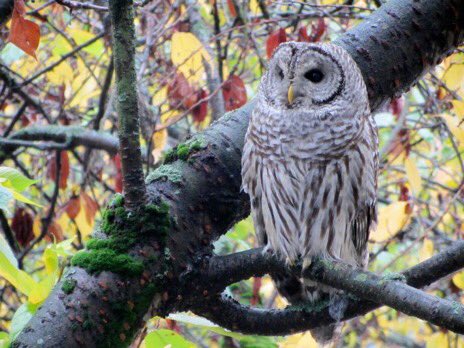 💯🦉 SUPERB! 
💯🦉 OWL! 
💯🦉 SUNDAY! 
💯🦉#SuperbOwl

📸Barred owl (Strix varia)