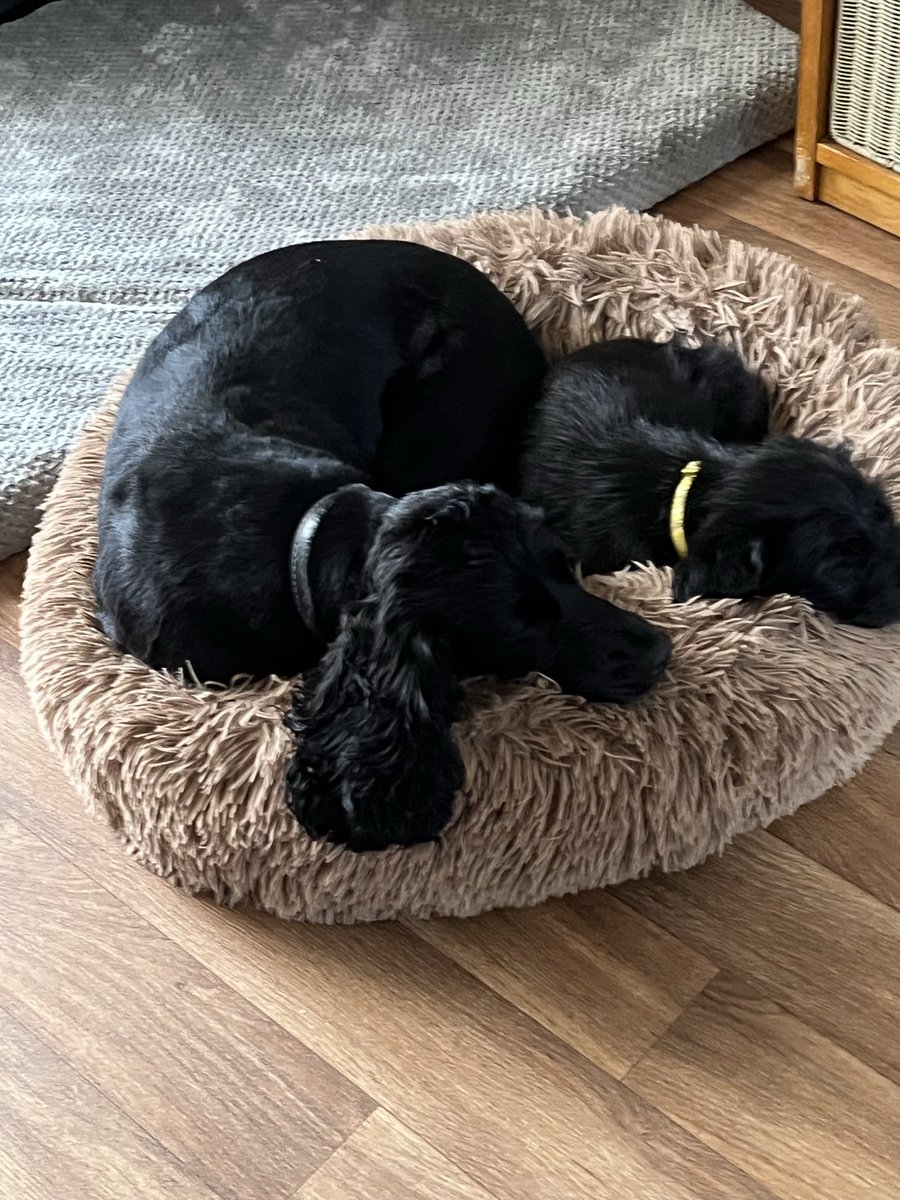 TheDogsCollar1's tweet photo. I think I might be able to cope with Bumble, we having even tried sharing a bed this morning… Puppy day 2 https://t.co/YtUc6fock5