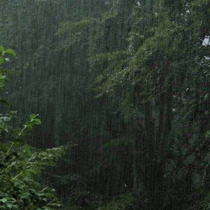violettweets_'s tweet photo. petrichor: the smell of rainfall. https://t.co/4sleKSReYf