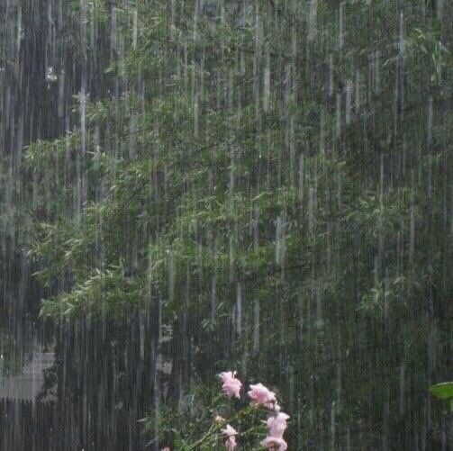 violettweets_'s tweet photo. petrichor: the smell of rainfall. https://t.co/4sleKSReYf