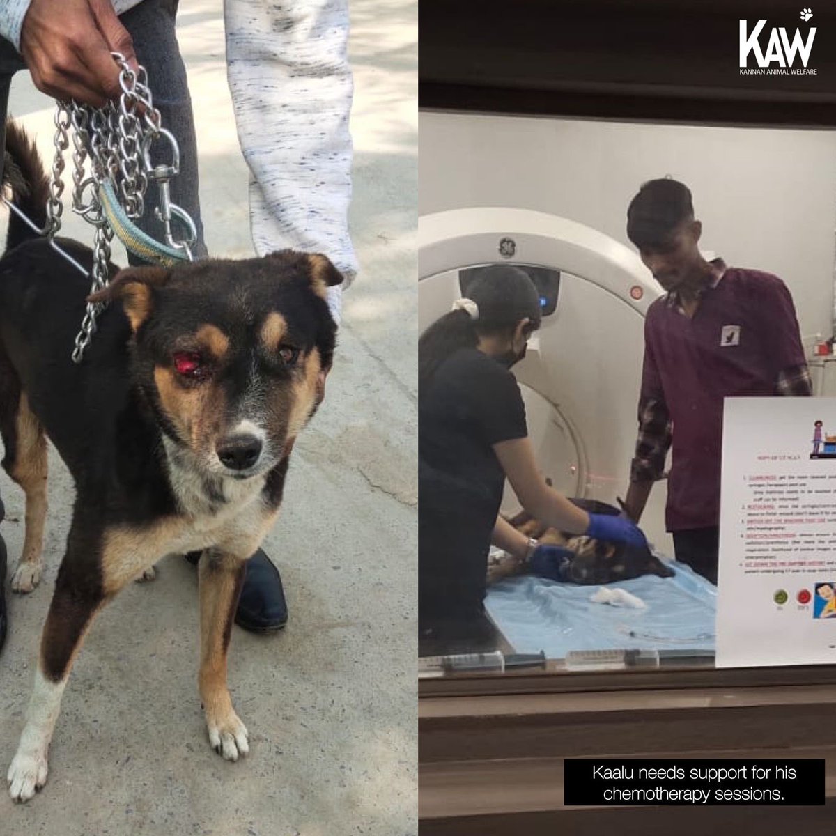 kawfoundation's tweet photo. WITH A TVT TUMOUR TO BATTLE THROUGH, KAALU NEEDS YOUR SUPPORT FOR HIS CHEMO THERAPY.

Apart from Kaalu’s previous expenses, we are now raising ₹18,000/- ($218.13 USD) in order to bear expenses for Kaalu’s weekly chemo therapy.

Full post:
https://t.co/TuiLEaEl1B
#help #dog #FYP https://t.co/Hg1ESQKslQ