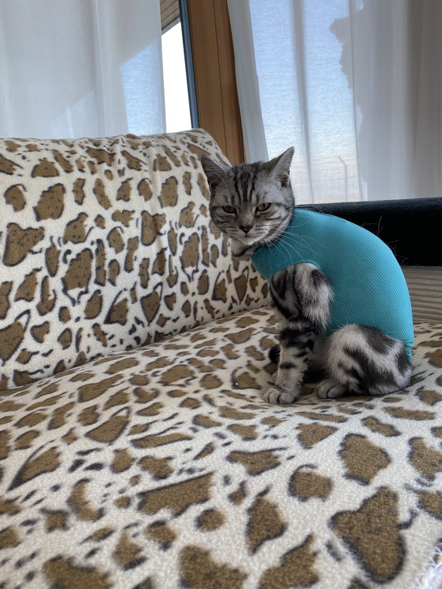 hankzimmerman tweet media