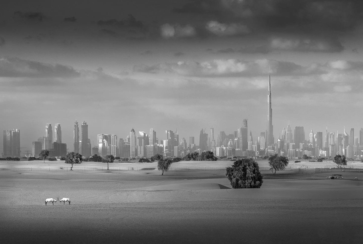 djflore's tweet photo. Really happy to see this: “The Confrontation” - 2nd price winner at The Independent Photographer 2022 black and white awards, judged by Nick Brandt.
.
#photography #nature #blackandwhite #omsystem #omdigital #dubai #mydubai #wildlife #oryx https://t.co/7Y1zxa5Tde