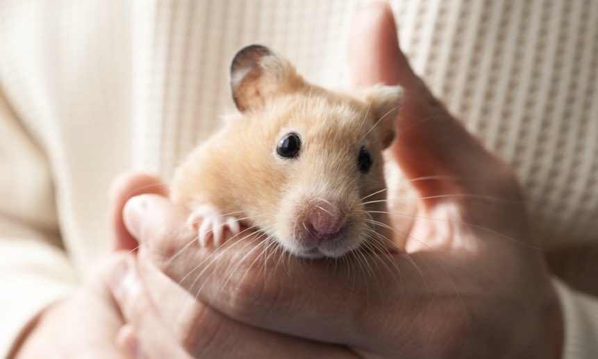 Im_hamster8686's tweet photo. 何度コメントいただいても、絶対に返信めんどくさいなぁと思うことはないので！！！
めちゃくちゃ喜んでます！笑 https://t.co/Mssbd4AR0s