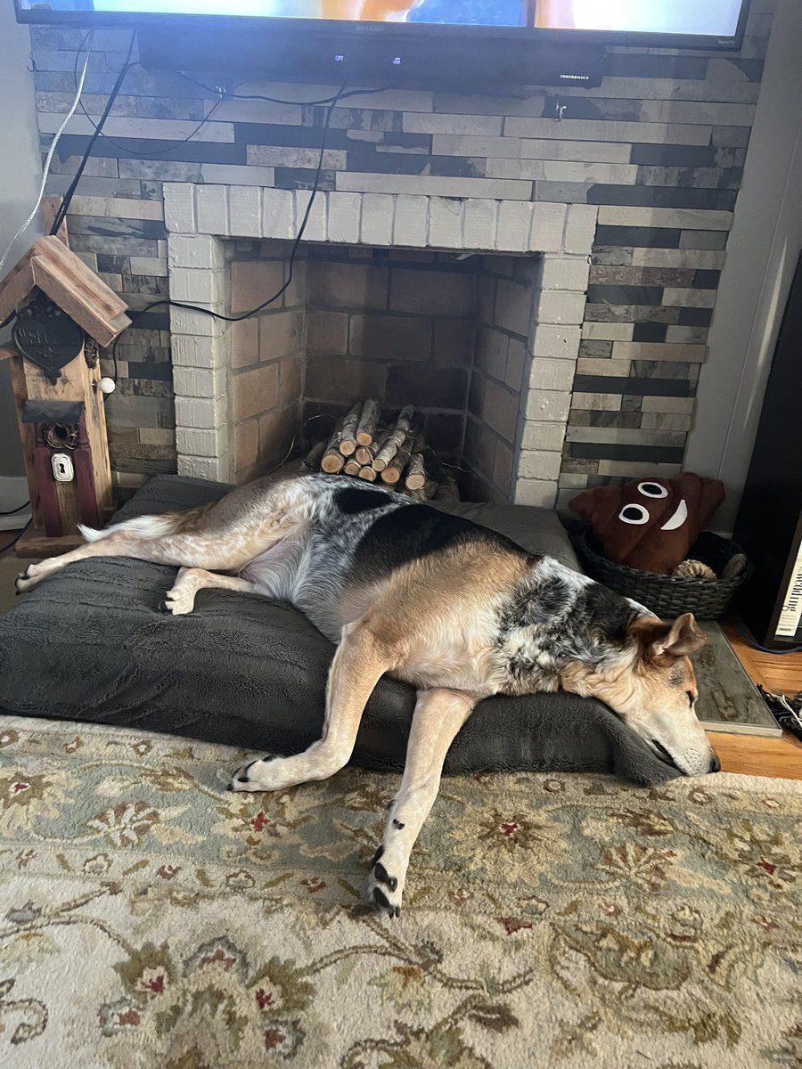 tweetmebackes's tweet photo. Wish I was Duke ..🤨 
&amp; happy RiRi day!!! ✨💖🏈🎶
 #riri #ririday #rihanna #SuperBowl #dogsoftwitter #dukedogman @Bax_Nasty https://t.co/aPawdPL3NJ