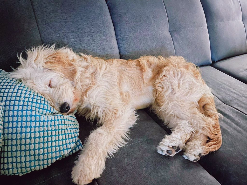 Tinka_Labell's tweet photo. Einziger Kerl der so behaart auf meine Couch darf 🥰 https://t.co/PsLxbiN7Ct