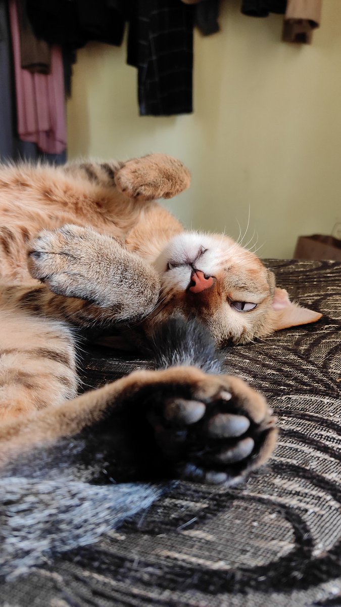 openrandomind's tweet photo. My cat is the weirdest one I ever saw https://t.co/Llz58IHaRy