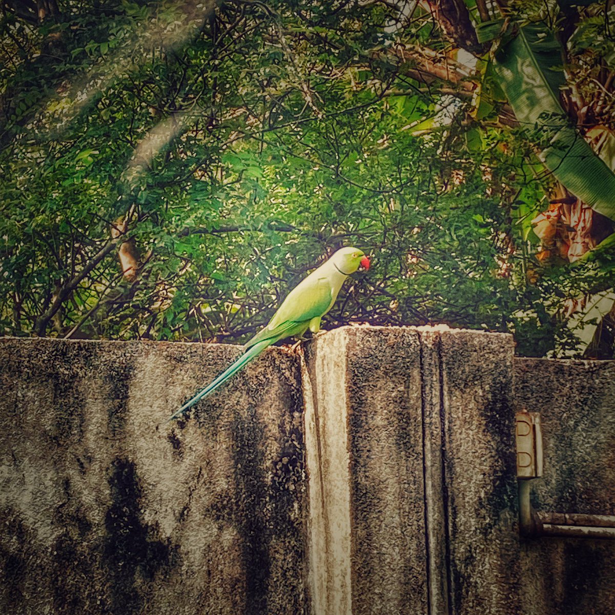naresh_fs's tweet photo. Ado ගිරවා! https://t.co/ywrQuiizlA