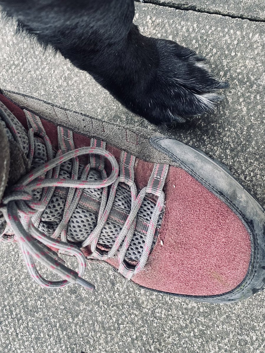 HellingtonBoots's tweet photo. We have a very happy #Stellasaurus today! ๐ Lots of running around and #Chomps in the woods. ๐โ๐ฆบ๐พ๐ฆ๐ฅพ
Todayโs #ChompTutorial shows how we should never give up on our dreams! Perseverance is the key! ๐๐ฅฐ
#LegsAndLaces #DogsOfTwitter #DogsOnTwitter #SundayFunday https://t.co/XuVZ7zJRJW