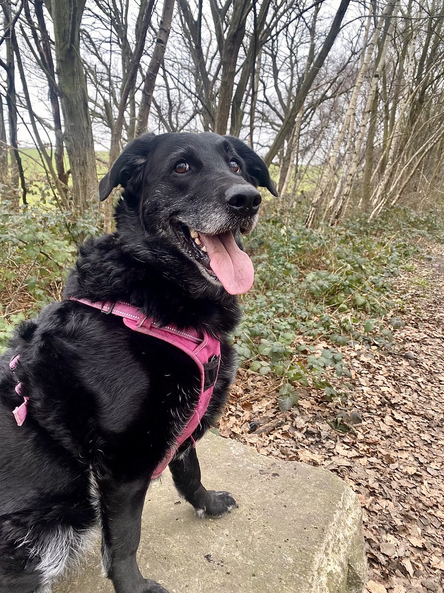 HellingtonBoots's tweet photo. We have a very happy #Stellasaurus today! ๐ Lots of running around and #Chomps in the woods. ๐โ๐ฆบ๐พ๐ฆ๐ฅพ
Todayโs #ChompTutorial shows how we should never give up on our dreams! Perseverance is the key! ๐๐ฅฐ
#LegsAndLaces #DogsOfTwitter #DogsOnTwitter #SundayFunday https://t.co/XuVZ7zJRJW