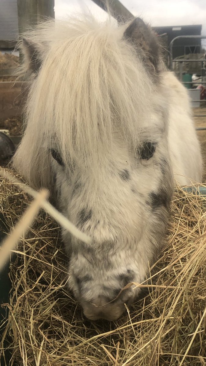 #Valentino is wondering will his #onetruelove find him this #ValentinesDay2023 💘- we are getting ready for it. His little back is scalded and he has one deep wound but on the mend now.💕