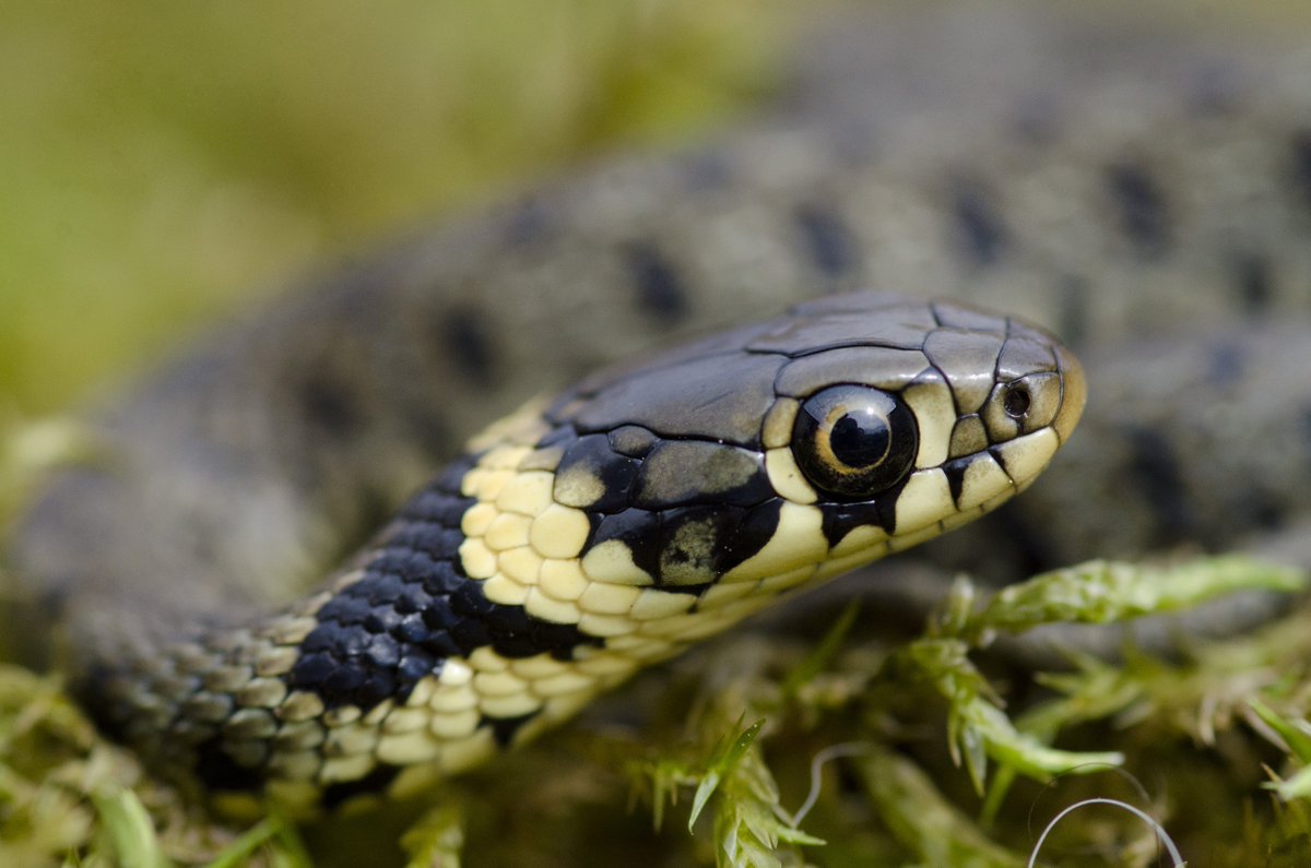 JackPerksPhoto's tweet photo. I'm running a Macro Photography Masterclass with @CelticReptile
3rd June. Chance to photograph lots of reptile species and get some amazing images.

https://t.co/OM7DqGODrb https://t.co/S6tagBbXJP