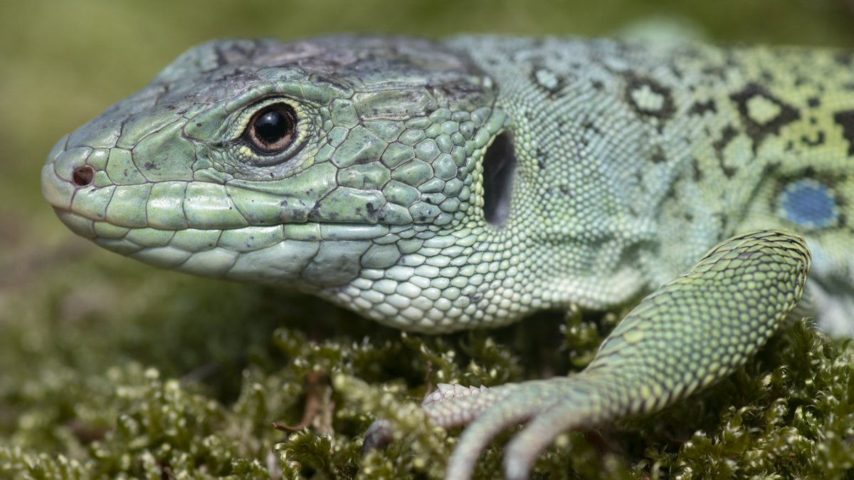 JackPerksPhoto's tweet photo. I'm running a Macro Photography Masterclass with @CelticReptile
3rd June. Chance to photograph lots of reptile species and get some amazing images.

https://t.co/OM7DqGODrb https://t.co/S6tagBbXJP