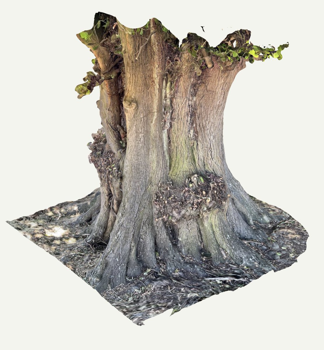 ShadowTorStudio's tweet photo. Lots of huge, very old trees at Burghley, with individual characters. Many have stories attached to them. Very special to capture the enormous trunks for the live visuals, immortalising them forever. #trees #ancient #sweetchesnut #lightningtree #3d https://t.co/qx122bv7cx