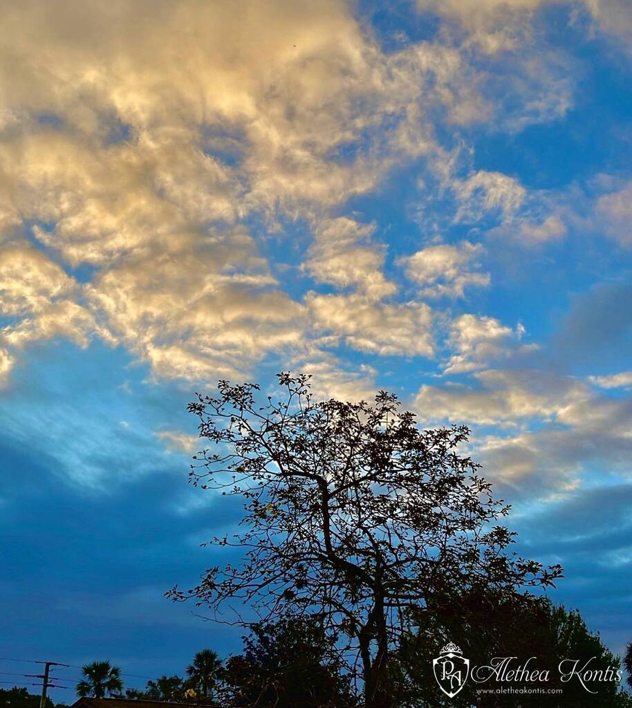 AletheaKontis's tweet photo. Storms moving out this morning ☀️
.
#stormchaser #stormwitch #sunset
#sunrise #lookup #skyhunter #florida #backyardgarden #flwx #weather #nature #naturephotography #art #landscapephotography #mothernature #earth #natgeoyourshot #forceofnature #yoursh… https://t.co/YCavKs5pXF https://t.co/FxPnX4GFXp