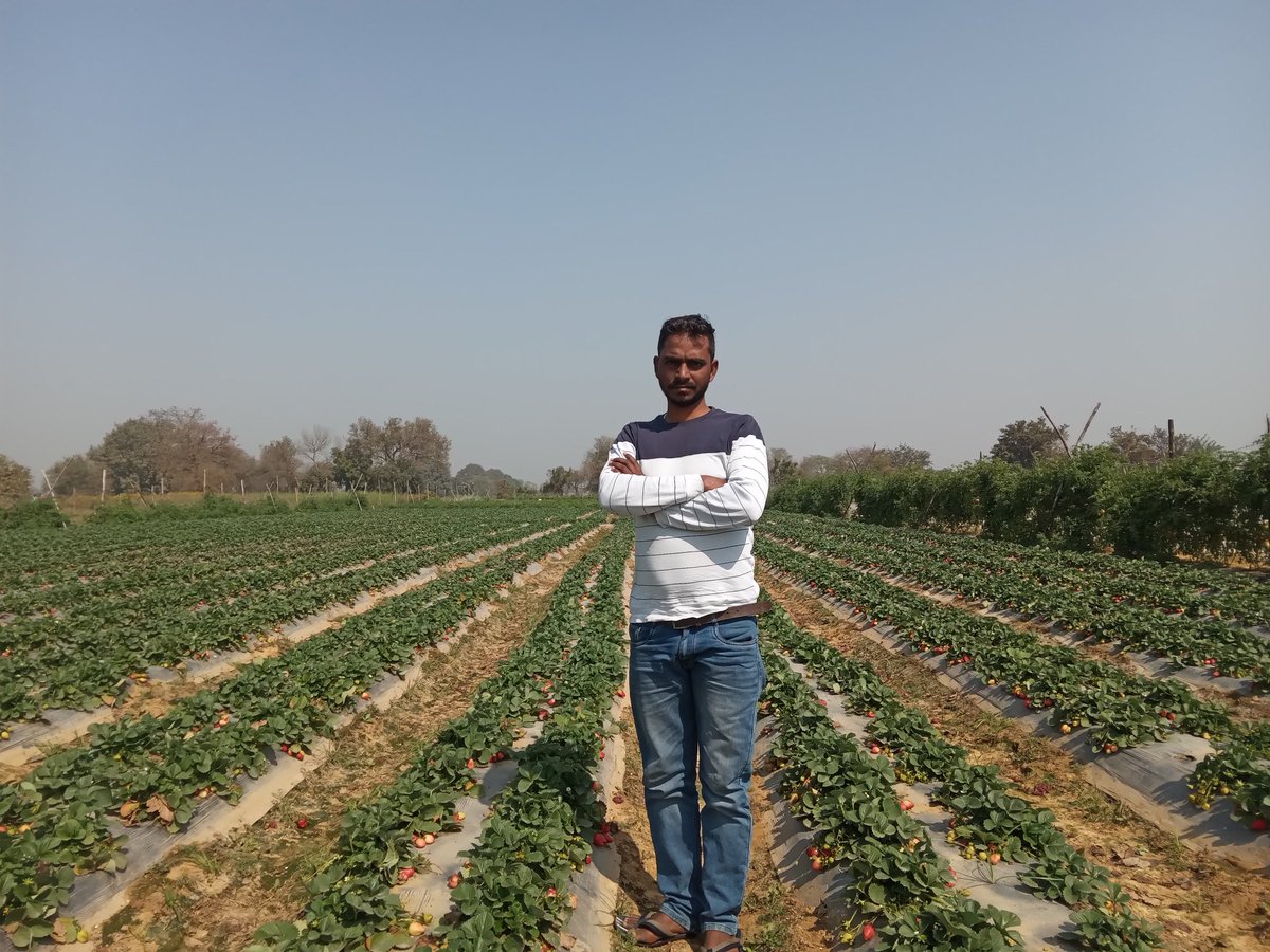 pavanmaurya17's tweet photo. स्ट्रॉबेरी फार्म हाउस पर...
#मानिकपुरसानी #चंदौली @Abhishe36188374
#straberry #Manikpursani 
#Swarasingh #VivanpratapSingh https://t.co/6RPH9IEJ1c