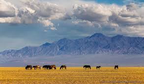 Mongolia976 tweet picture